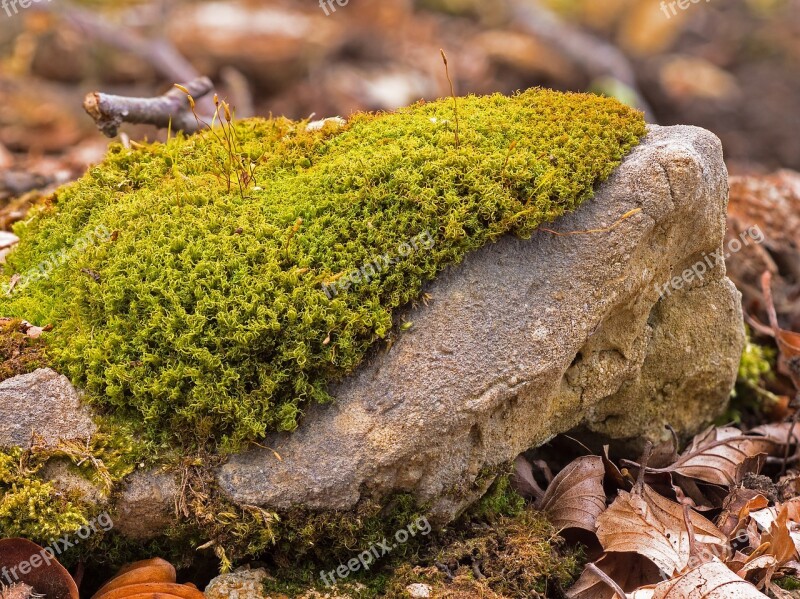 Moss Stone Be Most Mosbewuchs Nature