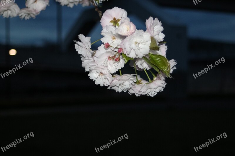 Sakura Cherry Night Bloom Nature