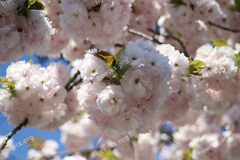 Full Bloom Cherry Spring Nature Free Photos