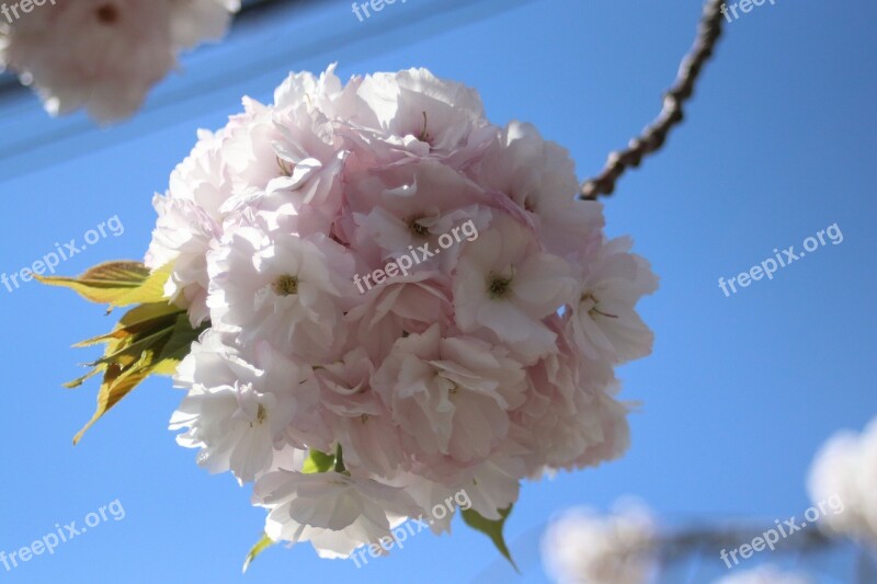 Sakura Spring Bloom Nature Free Photos