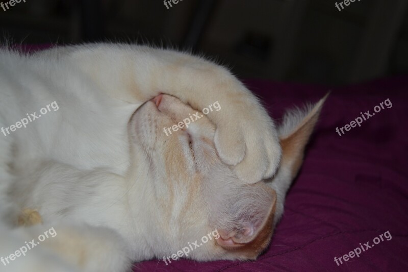 Cats Sleeping Cat Animals Cute