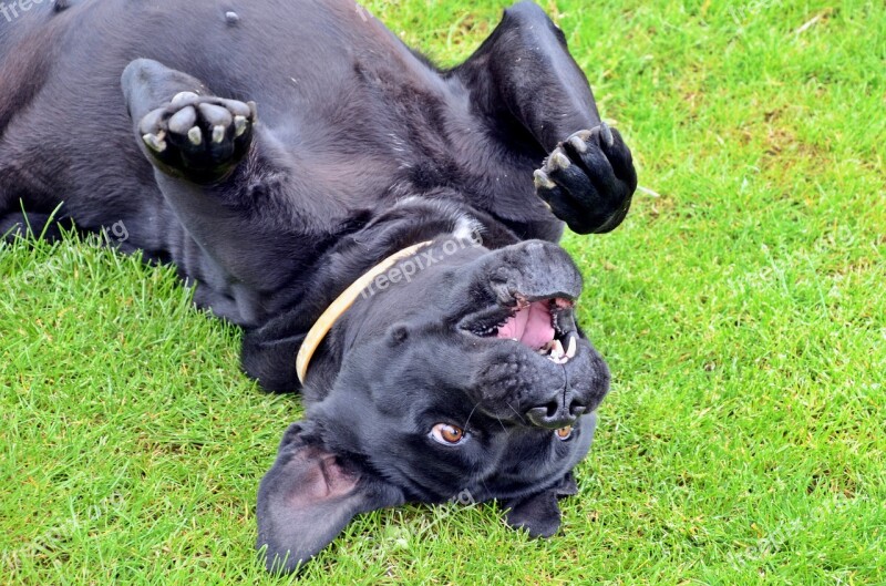 Cane Corso Dog Silly Game Happy