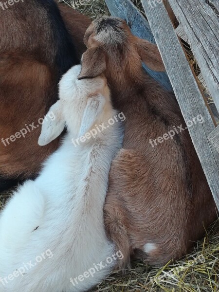 Young White Goat Brown Cute