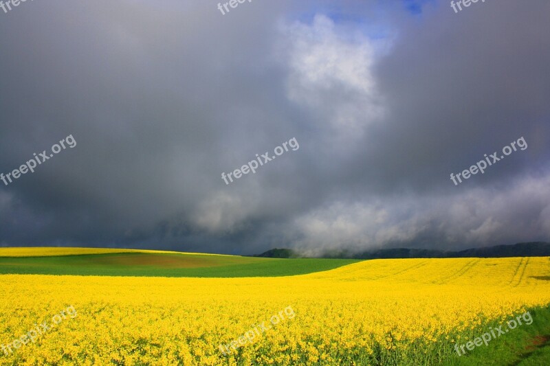 Spring Field Of Rapeseeds Nature Landscape Yellow