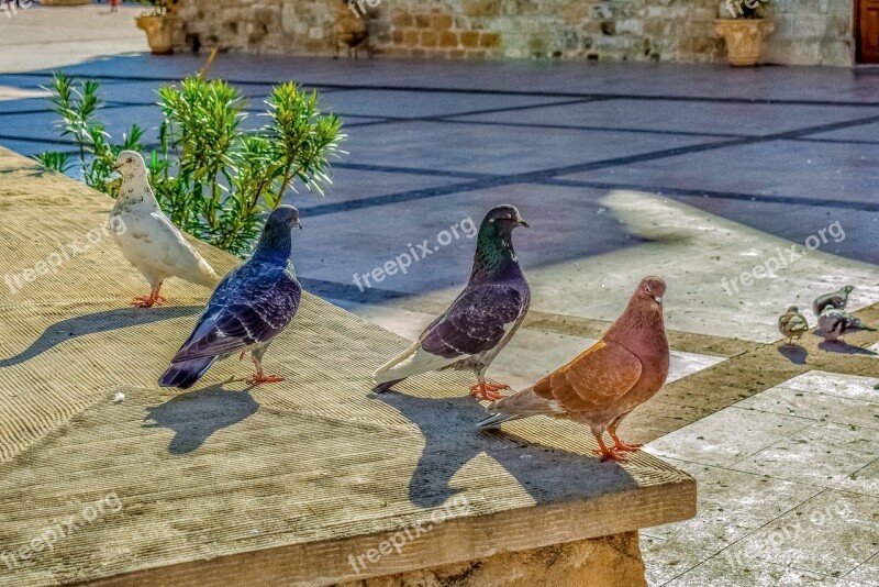 Pigeons Square Posing Bird Animal