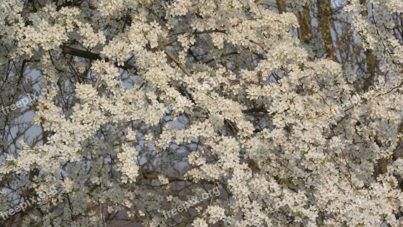 White Flowers Spring Flowers Flowering Tree Flowering Plum Plum