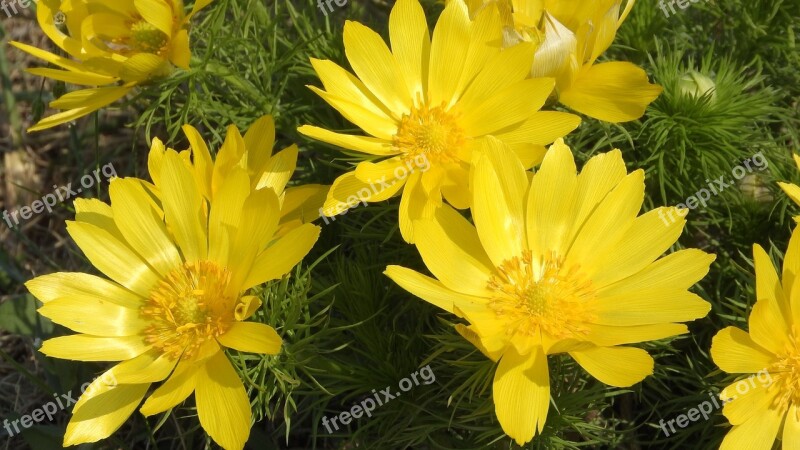 Adonis Vernalis Hlavacek Adonis Spring Flowers Wild Spring Flowers