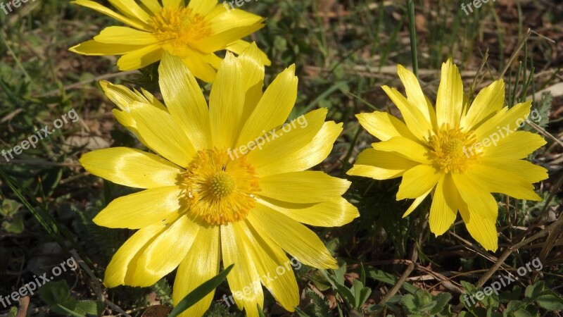 Adonis Vernalis Hlavacek Adonis Spring Flowers Wild Spring Flowers