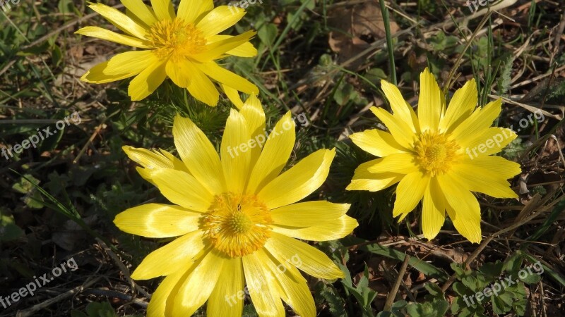 Adonis Vernalis Hlavacek Adonis Spring Flowers Wild Spring Flowers