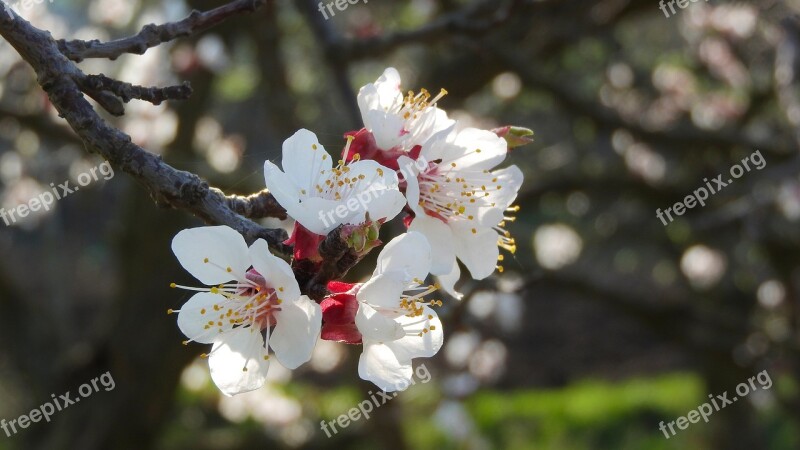 Spring Flowers White Flowers Flowers Of Apricots Apricot Flowering Tree