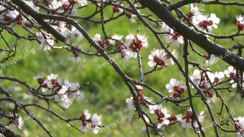 Spring Flowers White Flowers Flowers Of Apricots Apricot Flowering Tree