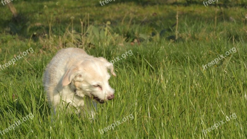 Dog Eats Grass Eat Grass Dog On The Meadow Dog In The Grass Free Photos