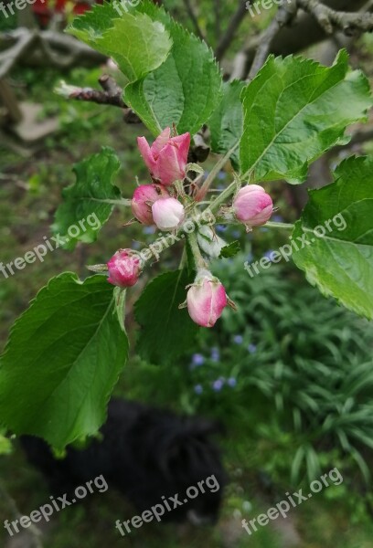 Apple Bud Garden Green Spring Tree