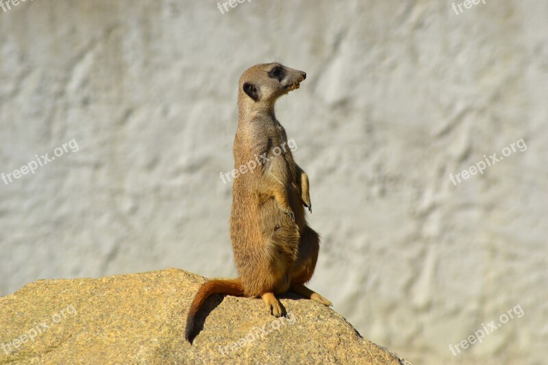 Meerkat Animal Mammal Zoo Cute