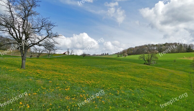 Landscape Spring Nature Meadow Trees