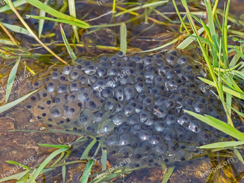 Spawn Frog Spawn Water Drop Pond