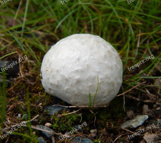 Fungus Nature Spore Fungi Puffball