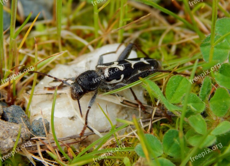 Banded Ash Borers Bark Beetle Bug Beetle Nature