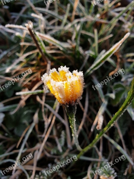 Flower Mountain Yellow Rime Frost