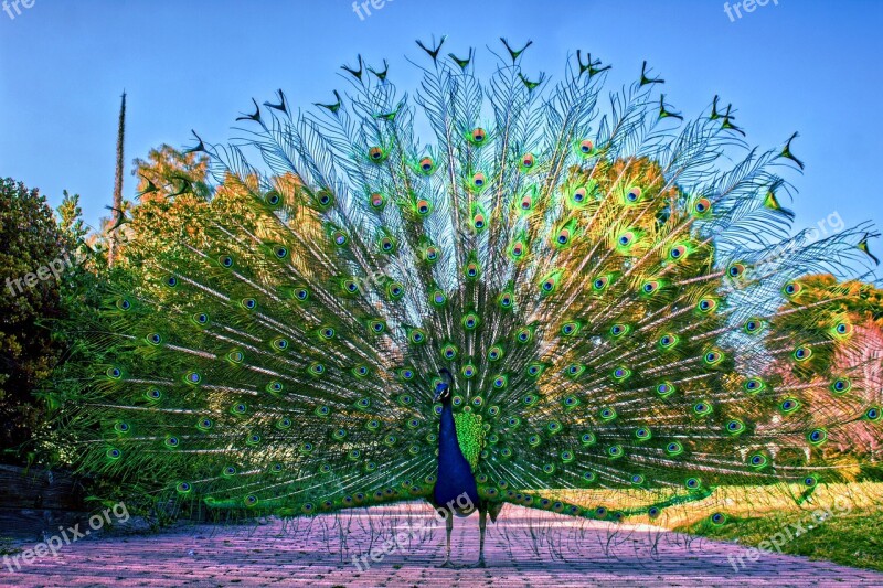 Peacock Peafowl Bird Pattern Plumage