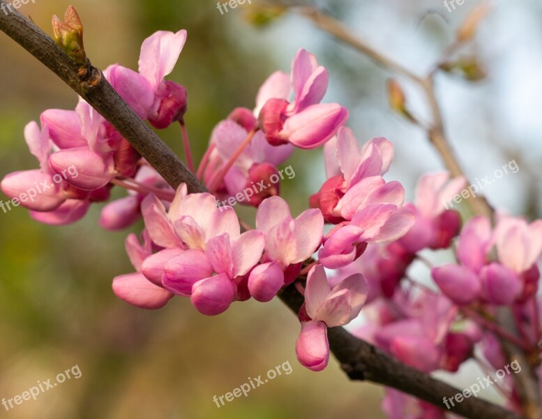 Life Nature Flowers Wild Plant