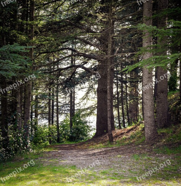 Forest Woods Clearing Path Nature