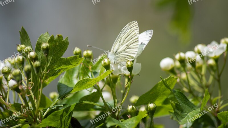 Butterfly Summer Nature Insect Bloom