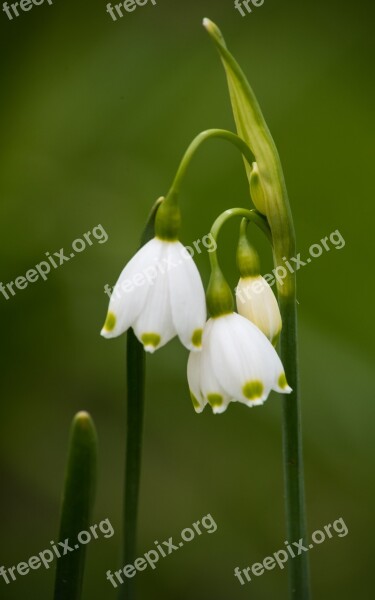 White Flowers Leaves Bloom Spring