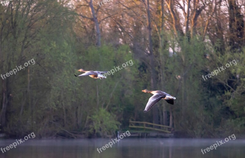 Greylag Goose Goose Bird In Flight Geese In Flight Pair Of Geese