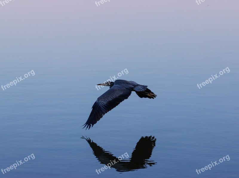 Grey Heron Grey Heron In Flight Heron Flight Bird