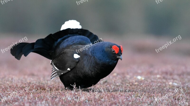 Black Grouse Bird Scotland Nature Lek