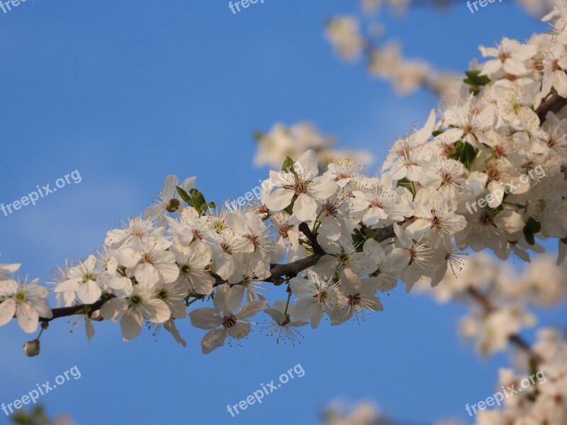 Spring Flowers Plum Tree Plant