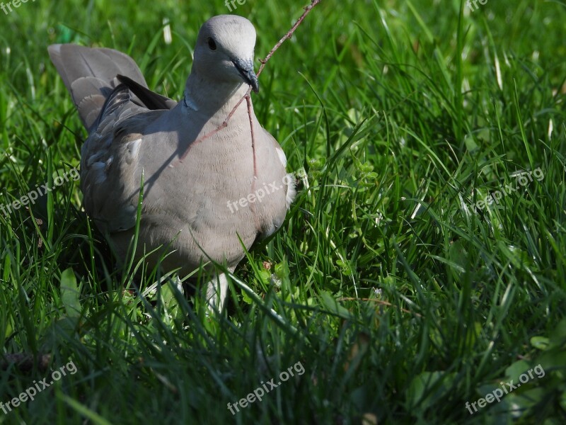 Dove Dove With Twig In Beak The Construction Of The Nest Spring Green Grass