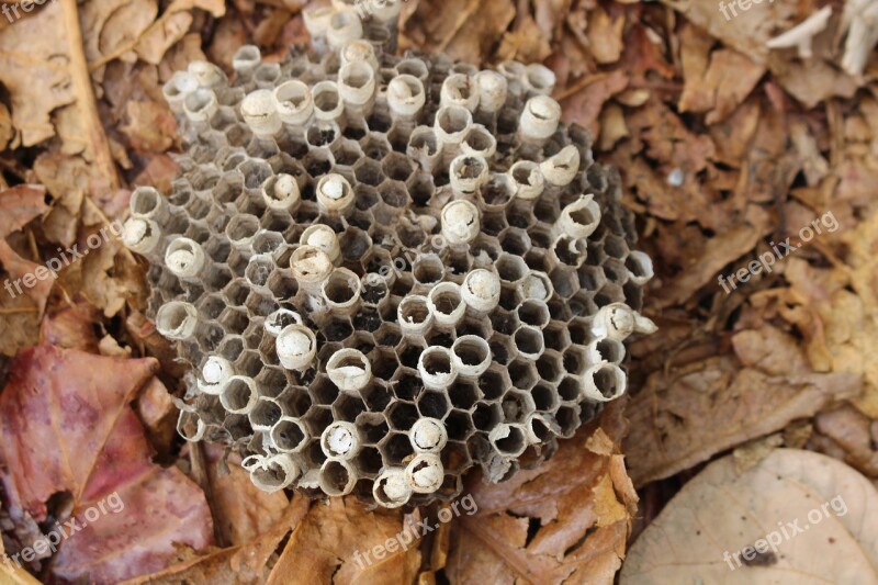 Bee Beehive Hive Nature Honey