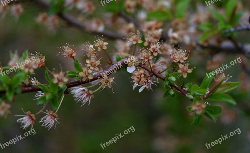 Flowers Withered Casey Arbor Spring