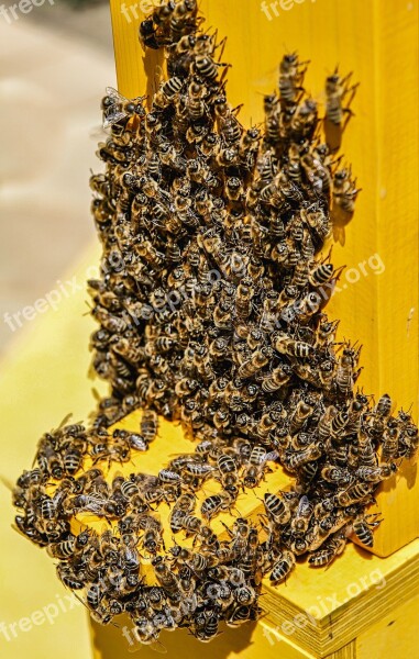 Bees Nature Animals Insect Honey Bee