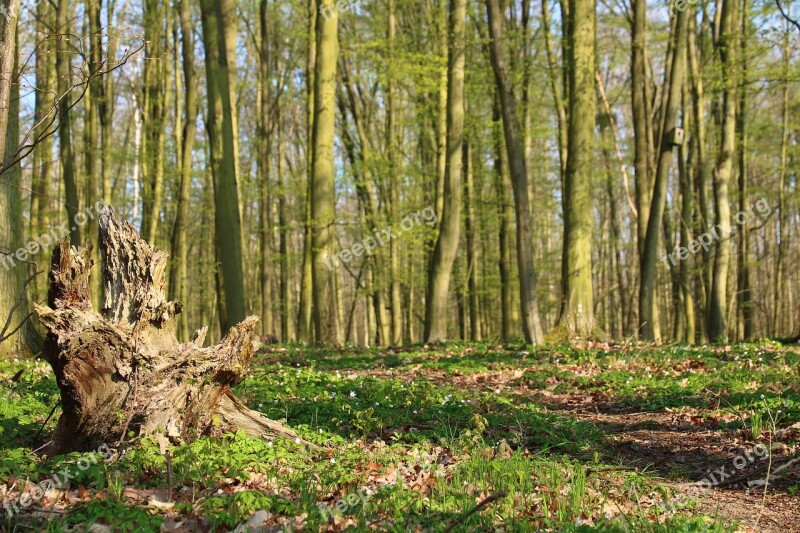 Forest Strain Tree Nature Path