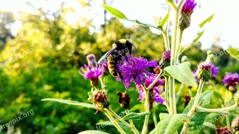 Bee Flower Bugs Nature Free Photos