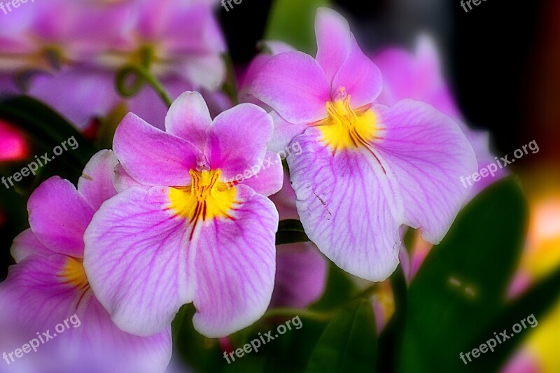 Orchid Flower Spring Nature Beauty