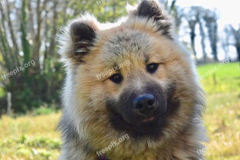 Dog Portrait Dog Eurasier Dog Eurasier Dog Olaf Blue Eurasier