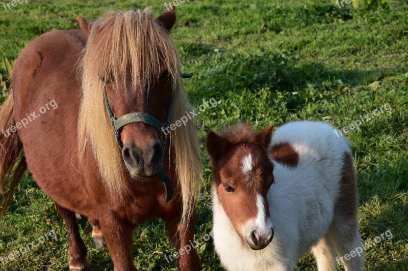 Shetland Pony Mother Pony And Her Foal Small Horse Pony Pastures