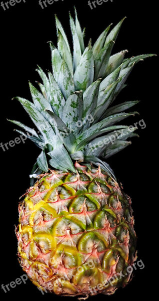 Pineapple Fresh Fruit Tropical Healthy