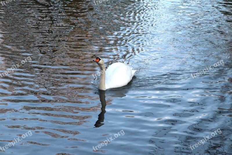 Swan White Water Water Bird Nature