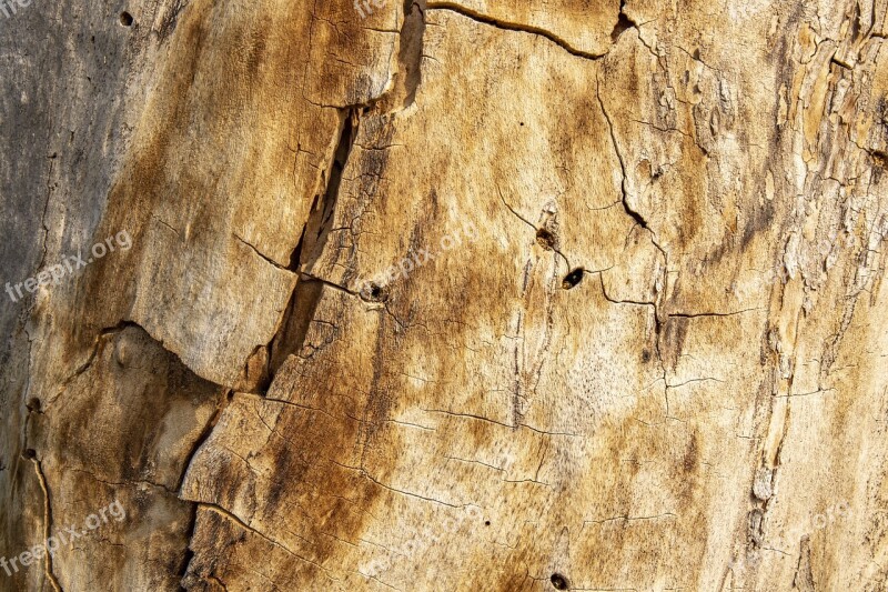 Texture Tree Wood Nature Trunk