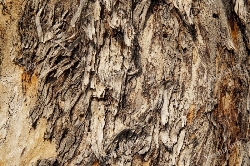 Texture Tree Wood Nature Trunk