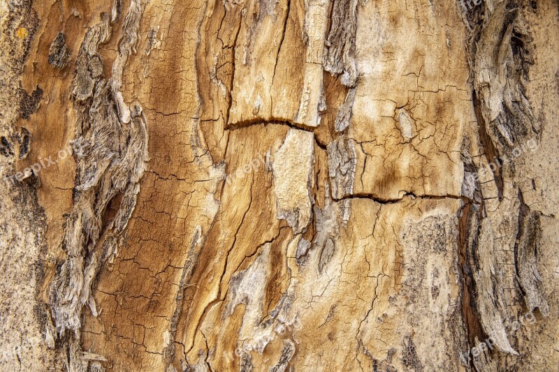 Texture Tree Wood Nature Trunk