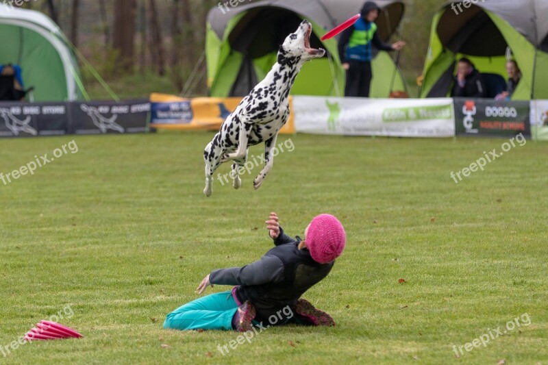 Frisbee Dogfrisbee Dog Disc Mastiffs Hundesport