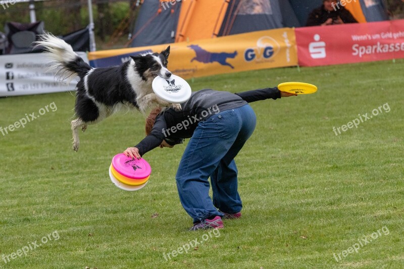 Frisbee Dogfrisbee Dog Disc Mastiffs Hundesport