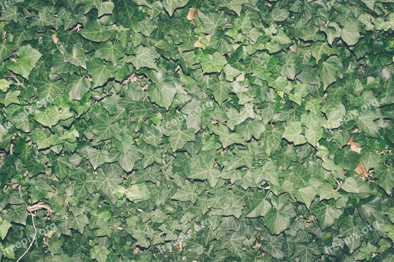 Ivy Plant Climber Plant Nature Leaves