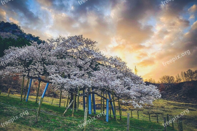 Japan Cherry Blossoms Sunset Sunset Cherry Kumamoto